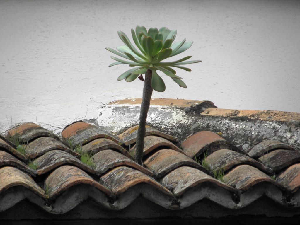 Teneriffa - La Laguna - 2016